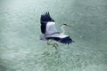 Heron catching fish in the Maldives Royalty Free Stock Photo