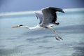 Heron catching fish in the Maldives Royalty Free Stock Photo