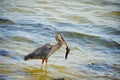 Heron catch a fish Royalty Free Stock Photo