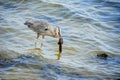 Heron catch a fish Royalty Free Stock Photo