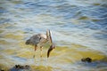 Heron catch a fish Royalty Free Stock Photo