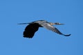 A Heron caught flying on a sunny day