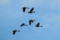 A Heron caught flying on a sunny day