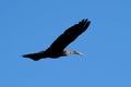 A Heron caught flying on a sunny day