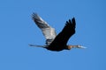 A Heron caught flying on a sunny day