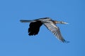 A Heron caught flying on a sunny day