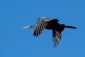 A Heron caught flying on a sunny day