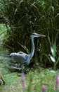 HERON CENDRE ardea cinerea