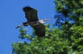 HERON CENDRE ardea cinerea