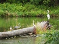 Heron challenging arrival of 2 white Great Egret