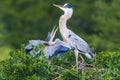 Heron Chick And Adult Royalty Free Stock Photo