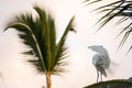A Heron cleaning yourself on a palm