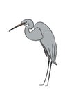 Heron color, vector