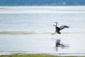 Heron coming in for a landing at Joemma Beach on the Key Peninsula of the Puget Sound near Tacoma Washington