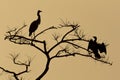 Heron & Cormorant Silhouette