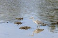 Heron at Crinan in West Argyll, Scotland.