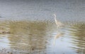 Heron at Crinan in West Argyll, Scotland.