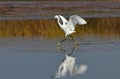 Heron dancing on the lake Royalty Free Stock Photo