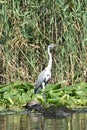 Heron