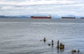 Heron on a decayed wooden pillar of an old marina against the backdrop of commercial ships standing on a roadstead in Astoria at