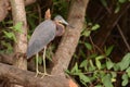 Heron hunting for fish