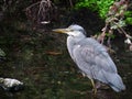 Heron in a Dublin stream