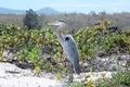 Heron in dunes and beach Galapagos Island Royalty Free Stock Photo