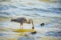 Heron is eating fish Royalty Free Stock Photo