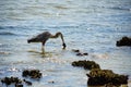 Heron is eating fish Royalty Free Stock Photo
