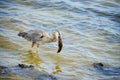 Heron is eating fish Royalty Free Stock Photo
