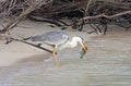 A heron eats its prey. A gray heron has caught a fish Royalty Free Stock Photo