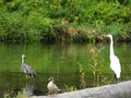 GreatBlue Heron and Great White Egret eyeing each other