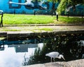 Grey heron feeding at the Royal Canal Dublin Royalty Free Stock Photo