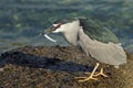 Heron & fish Royalty Free Stock Photo