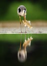 Heron with fish. Bird with catch. Bird in water. Grey Heron, Ardea cinerea, blurred grass in background. Heron in the forest lake.