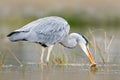 Heron with fish. Bird with catch. Bird in water. Grey Heron, Ardea cinerea, blurred grass in background. Heron in the forest lake. Royalty Free Stock Photo