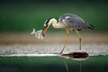 Heron with fish. Grey Heron, Ardea cinerea, blurred grass in background. Heron in the forest lake. Animal in the nature habitat,