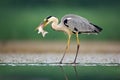 Heron with fish. Grey Heron, Ardea cinerea, blurred grass in background. Heron in the forest lake. Animal in the nature habitat, h