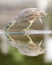 Black-crowned Night heron, Juvenile, fishing in lake