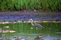 Heron Fishes during Drought 7358