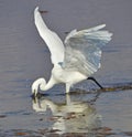 Heron fishing Royalty Free Stock Photo