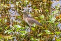 Heron fishing in the low swamp waters. City park