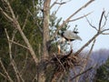 Great Blue Heron busy fixing nest for first clutch