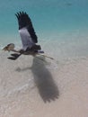Heron flies away with fish catch Royalty Free Stock Photo