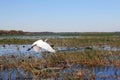 A heron flies about a marshland