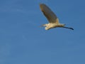 A heron in flight against a blue sky Royalty Free Stock Photo