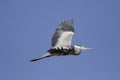 Heron in flight against blue sky Royalty Free Stock Photo