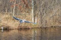 heron in flight Royalty Free Stock Photo