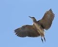 Heron in flight Royalty Free Stock Photo