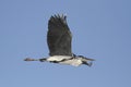 Heron in flight closeup